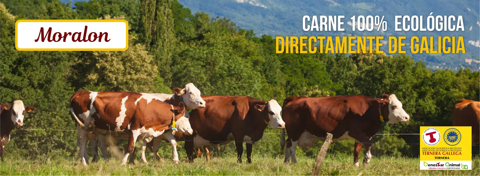 MORALON BANNER carnes de vacuno ecologica MORALON BANNER carnes de vacuno ecologica